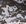 Federal XT Performance L/S T-Shirt Black Camo