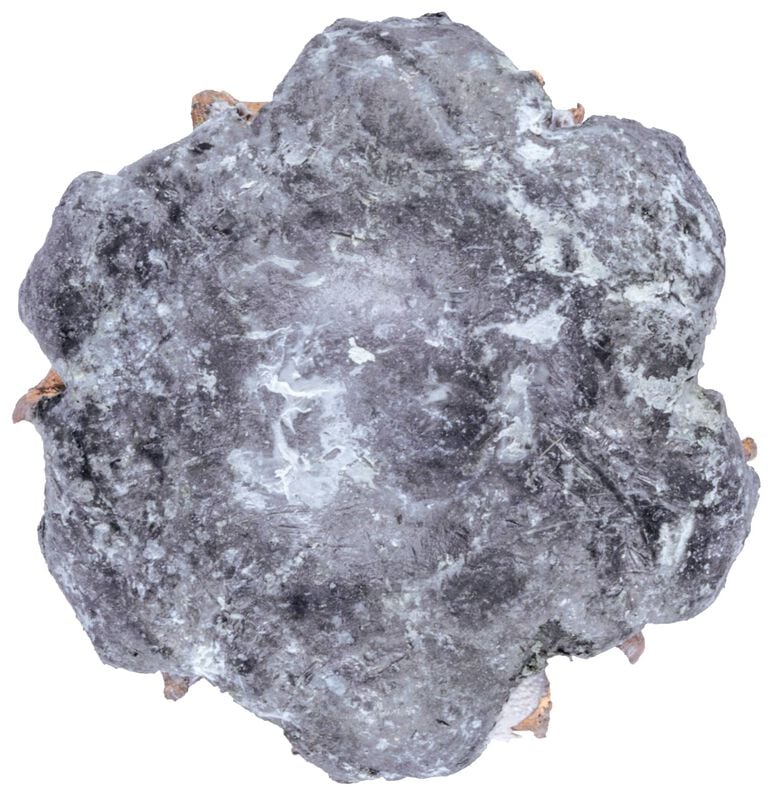 Personal Defense Punch, 38 Special +P, 120 Grain, Jacketed Hollow Point, 1000 fps