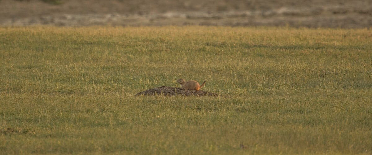 prairie dog sitting on its burrow