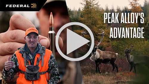 22Plinkster holding 7mm Backcountry cartridge; Caribou in front of trees; Peak Alloy's Advantage